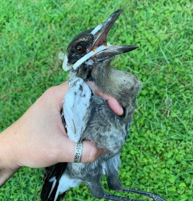 the dangers of plastic rings and wildlife rspca